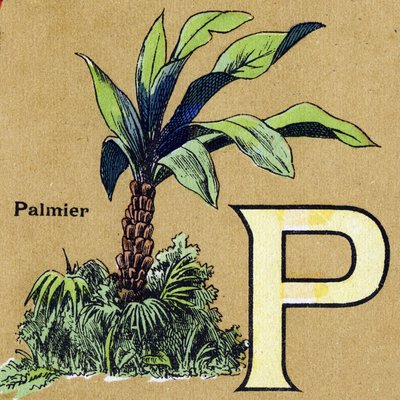 Lettre P comme palmier. Alphabet illustré. Imageries réunies à Jarville-Nancy, début du 20ème siècle. Dim: 40 x 29 cm - Unbekannt
