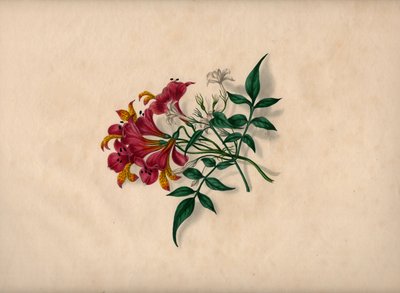 Lys (gravure en couleur) - Unbekannt