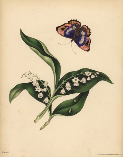 Les Muguets, Convallaria majalis, Pureté et retour du bonheur ; Le papillon empereur pourpre, Apatura iris, Immortalité de l