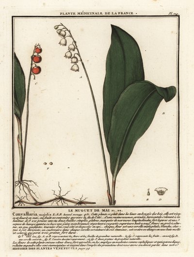 Muguet, Convallaria majalis - Unbekannter Künstler