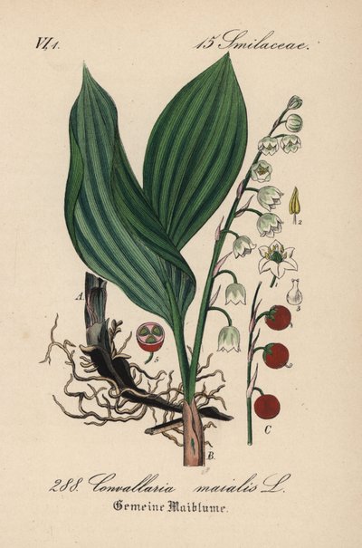 Muguet, Convallaria majalis - Unbekannter Künstler