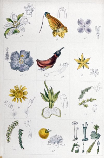 Système de Linné, vers 1850 - Unbekannter Künstler