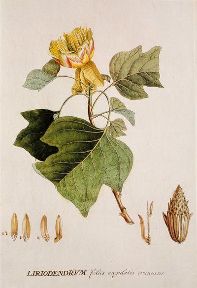 Liriodendron tulipifera/Tulipier/Tulipier de Virginie - Unbekannt