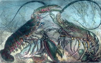 Homard et écrevisse - Unbekannter Künstler