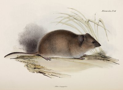 Rat à longs poils ou rat de peste, Australie, vers 1832-1836 - Unbekannter Künstler