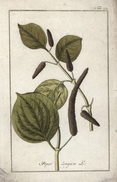 Plat de poivre long (Piper longum) - Unbekannter Künstler