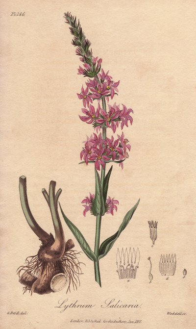 Salicaire (Lythrum salicaria) - Illustration de “Botanique médicale, description des plantes médicinales de Londres, Édimbourg et Dublin” par John Stephenson et James Morss Churchill - Unbekannter Künstler
