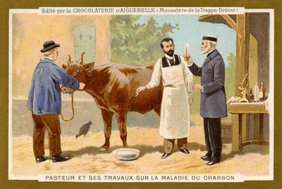 Louis Pasteur travaillant à trouver un remède contre l