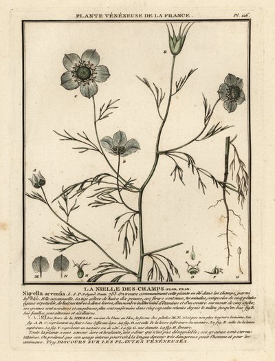Nigelle des champs, Nigella arvensis - Unbekannter Künstler