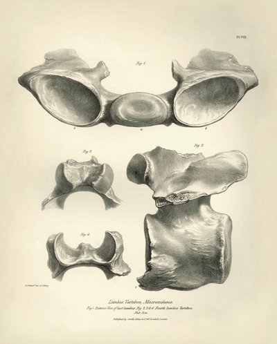 Vertèbre lombaire de Macrauchenia, un animal préhistorique, trouvée par Charles Darwin lors de son voyage d