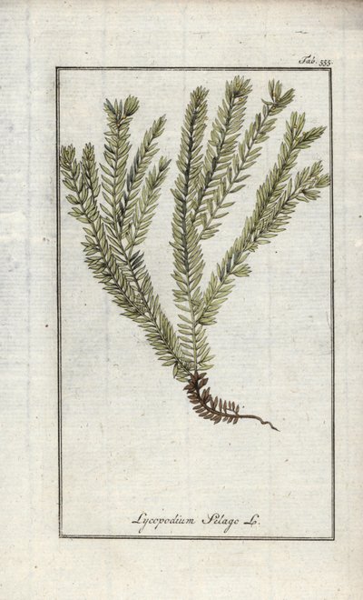 Lycopode officinal (Lycopodium clavatum). Lithographie de l