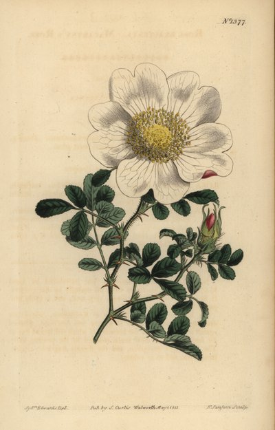 Rose de Macartney, Rosa bracteata - Unbekannt