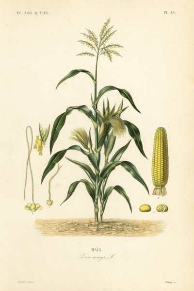Maïs, Zea mays - Unbekannt