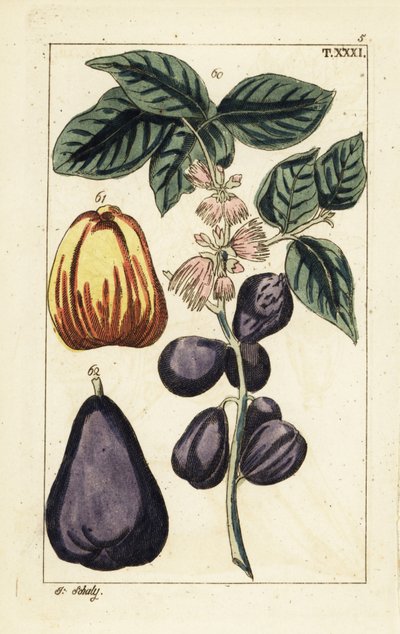 Pomme de Malaisie, Syzygium malaccense - Unbekannter Künstler