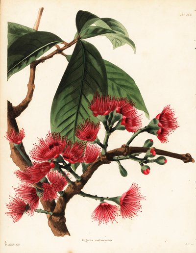 Pomme rose de Malaisie, Syzygium malaccense (Eugenia malaccensis) - Unbekannter Künstler