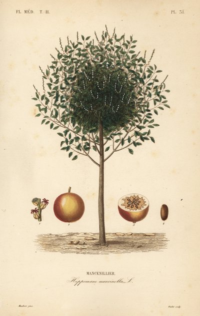 Manchineel, Hippomane mancinella - Unbekannt