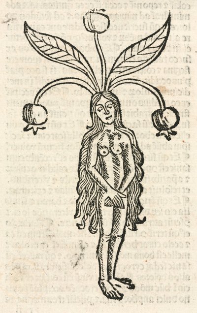 Mandragore (forme féminine) - Unbekannt