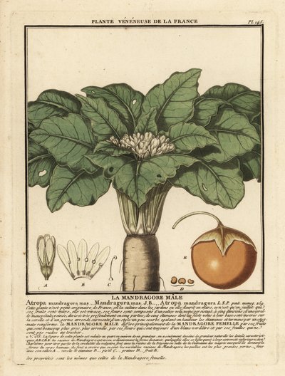 Mandragore, Mandragora officinarum - Unbekannter Künstler