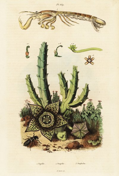 Crevette mante, fleur étoilée et coléoptère, 1834-1839 (gravure) - Unbekannter Künstler