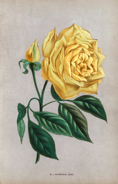 Rose Maréchal Niel, variété jaune de la rose noisette élevée par Montauban en 1864. Chromolithographie dessinée et lithographiée d