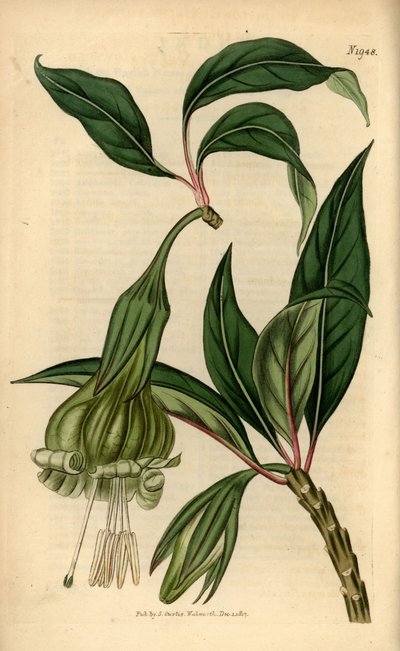 Markea viridiflora (Solandra viridiflora) - Unbekannter Künstler