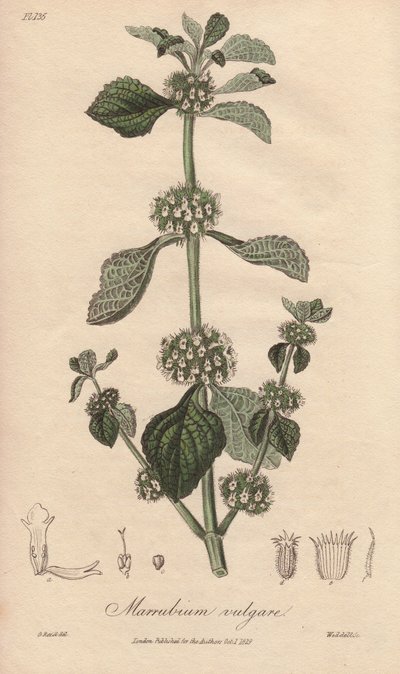 Marrube blanc (Marrubium vulgare) - Illustration de “Botanique médicale, description des plantes médicinales de Londres, Édimbourg et Dublin” par John Stephenson et James Morss Churchill - Unbekannter Künstler