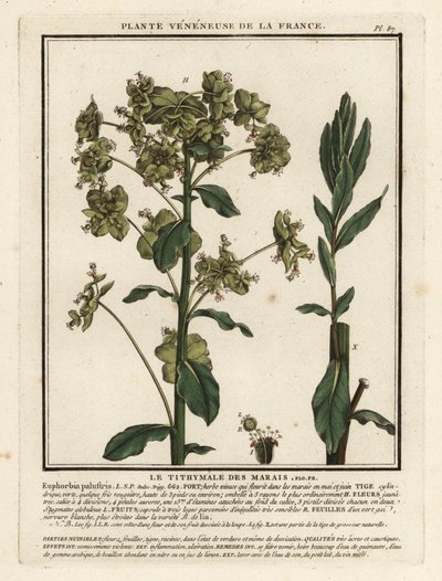 Euphorbe des marais, Euphorbia palustris - Unbekannter Künstler