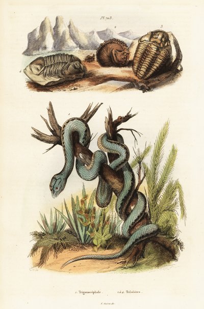 Vipère de Martinique et trilobites éteints - Unbekannter Künstler