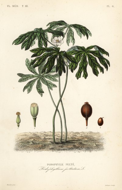 Podophylle pelté, Podophyllum peltatum - Unbekannt