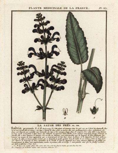 Sauge des prés, Salvia pratensis - Unbekannter Künstler
