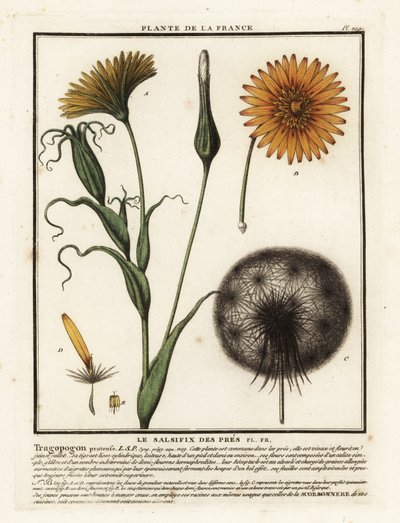 Salsifis des prés, Tragopogon pratensis - Unbekannter Künstler