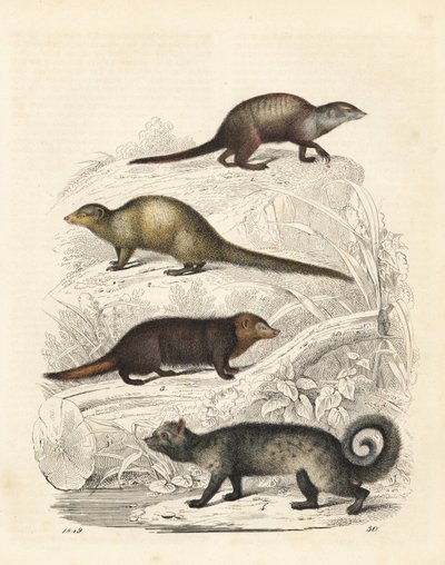 Suricate, Suricata suricatta 1, mangouste grise indienne, Herpestes edwardsii 2, kusimanse commun, Crossarchus obscurus 3, et civette palmiste asiatique, Paradoxurus hermaphroditus 4. Lithographie coloriée à la main du "Livre du Monde" de Carl Hoffmann, St - Unbekannter Künstler