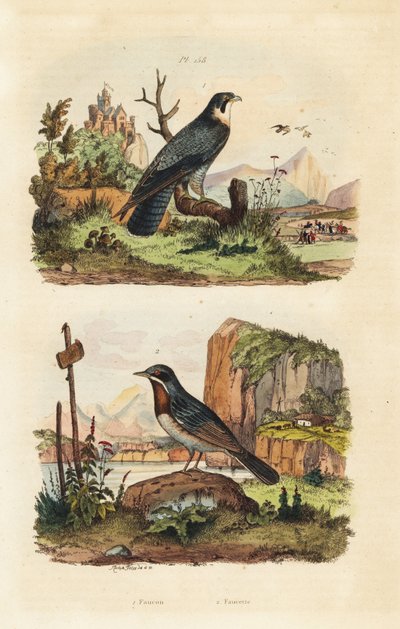 Faucon émerillon, Falco columbarius, et fauvette de Moltoni, Sylvia subalpina - Unbekannt