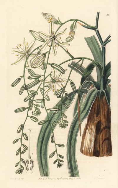 Herbe à savon mexicaine - Plante à savon à feuilles ondulées, Chlorogalum pomeridianum var. divaricatum - Unbekannter Künstler
