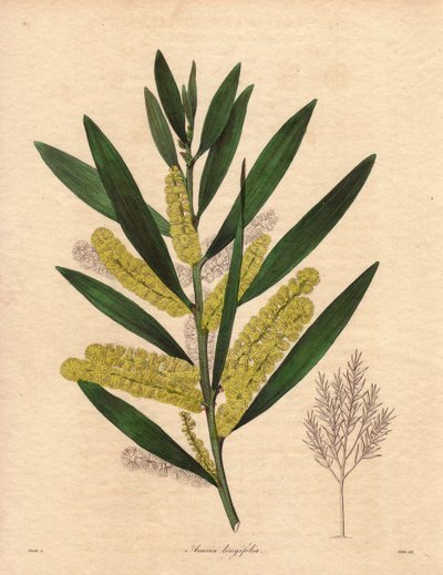 Chenille de mimosa (Acacia longifolia), illustration par R. Mills, dans The Botanist, série par Benjamin Maund - Unbekannter Künstler