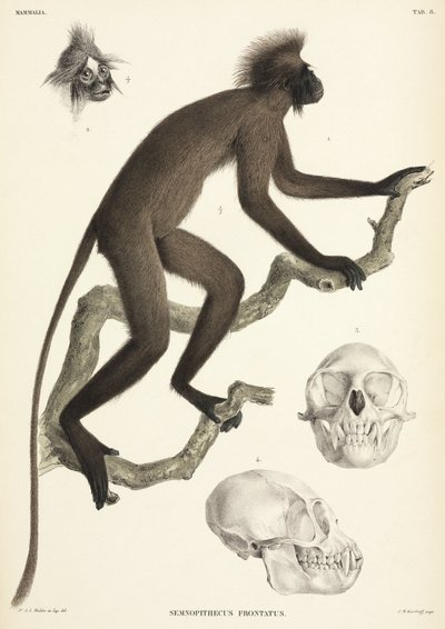 Détails de singe et de crâne, Sumatra, Indonésie - Unbekannt