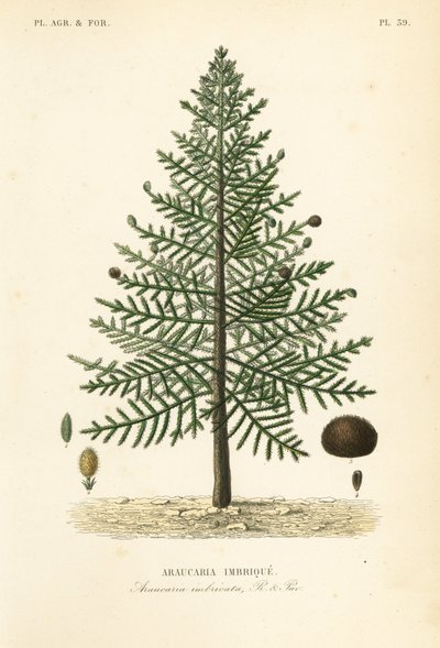 Araucaria du Chili, Araucaria araucana - Unbekannt