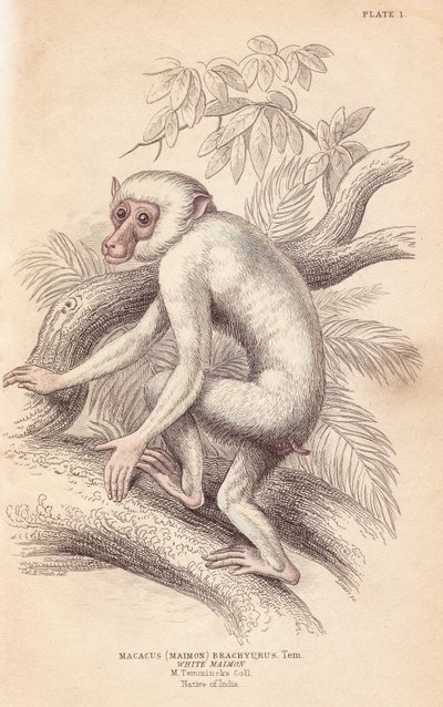 Macaque maure, Macaca maura (Macacus maimon brachyurus). Maimon blanc, considéré comme un juvénile albinos. Gravure sur acier colorée par Lizars d