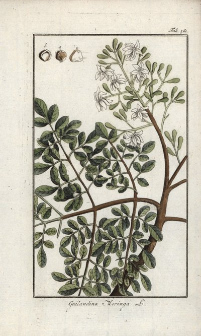 Moringa (Moringa oleifera) - Unbekannter Künstler