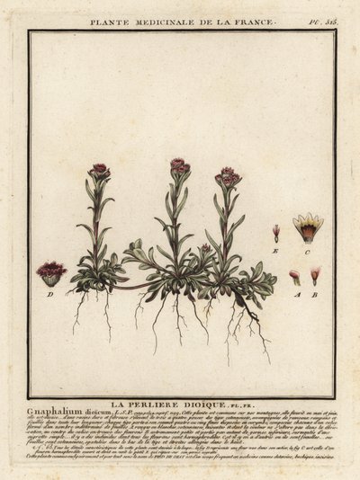 Immortelle des montagnes, Antennaria dioica - Unbekannter Künstler