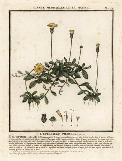Épervière piloselle, Pilosella officinarum - Unbekannter Künstler