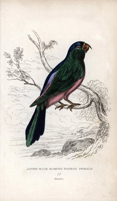 Perruche de Müller, Tanygnathus sumatranus. Psittacus cyanopygius (femelle). Lithographie de Joseph Kidd, basée sur un dessin de John Audubon, dans Miscellany of Natural History: Parrots, Sir Thomas DiK Lauder et Captain Thomas Brown, publié à Édimbourg - Unbekannter Künstler