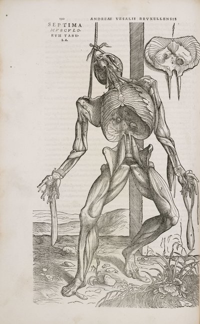 Muscles Vue de face des muscles profonds du corps humain masculin - Unbekannt