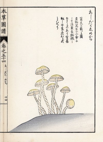 Champignons : shimeji ashitaka - Estampe japonaise par Kanen Iwasaki (1786-1842), de "Honzo Zufu", guide illustratif des plantes médicinales - Unbekannter Künstler