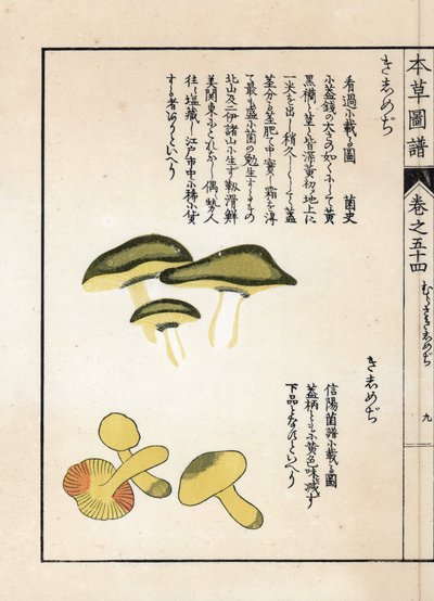 Champignons : variétés de tricholomes équestres ou chevaliers (ou jaunes) - Estampe japonaise par Kanen Iwasaki (1786-1842), de "Honzo Zufu", guide illustratif des plantes médicinales - Unbekannter Künstler
