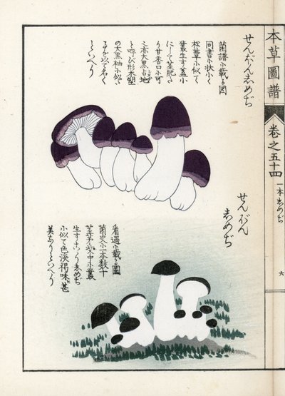 Champignons : variétés de shimeji (comestibles) - Estampe japonaise par Kanen Iwasaki (1786-1842), de "Honzo Zufu", guide illustratif des plantes médicinales - Unbekannter Künstler