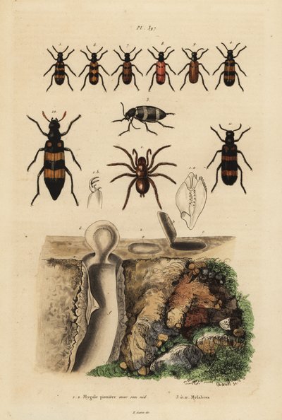 Mygale à porte-trappe et son nid, et coléoptères, espèces de Mylabris - Unbekannt