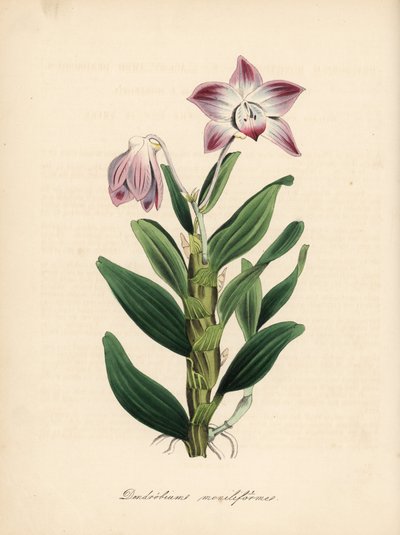 Dendrobium à tige en collier ou orchidée sekikoku, Dendrobium moniliforme. Zincographie coloriée à la main par C. Chabot dessinée par Miss M. A. Burnett de son ouvrage Plantae Utiliores: or Illustrations of Useful Plants, Whittaker, Londres - Unbekannter Künstler