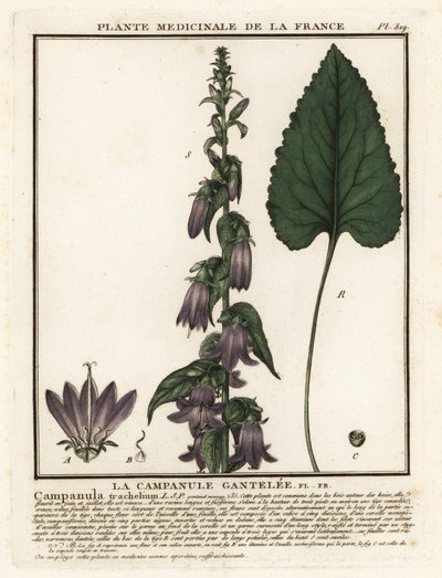 Campanule à feuilles d