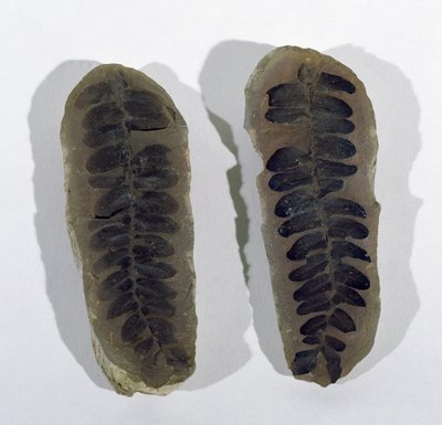 Neuropteris (Fronde de fougère de mer) trouvée à Coseley, Staffordshire, Période Carbonifère Supérieure - Unbekannt